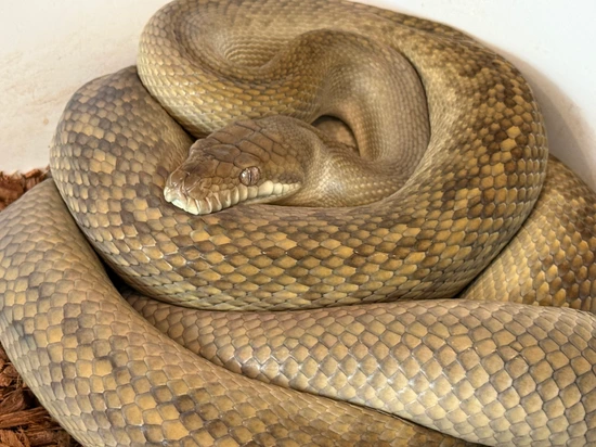 RTB Southern Scrub Python Pair by ANReptiles