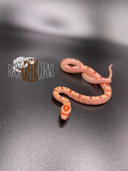 ‘23 Female Extreme Reverse Okeetee (ERO) Corn Snake by Rock Creek Corns
