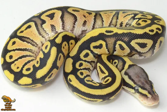 Pastel Mocha Ball Python Pastel Lace Probable Mocha Available Now Ball Python by Albey's