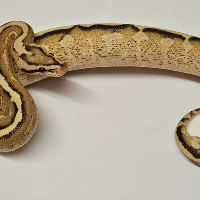 Asphalt Gravel Ball Python - male for sale from Albinoreptiles