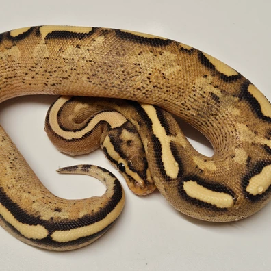 Asphalt Gravel Ball Python - female for sale from Albinoreptiles