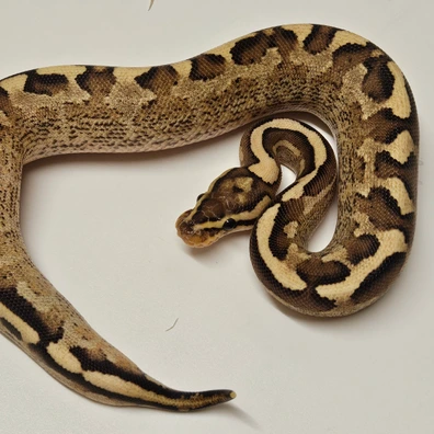 Asphalt Gravel Ball Python - female for sale from Albinoreptiles