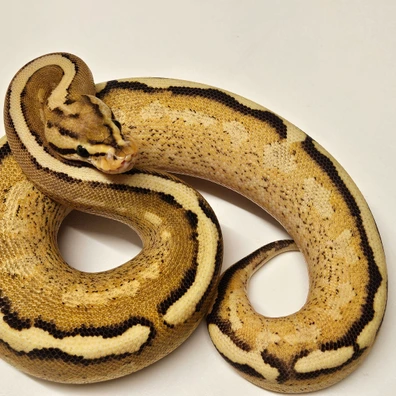 Asphalt Gravel Ball Python - female for sale from Albinoreptiles