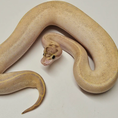 Ivory Ball Python - male for sale from Albinoreptiles