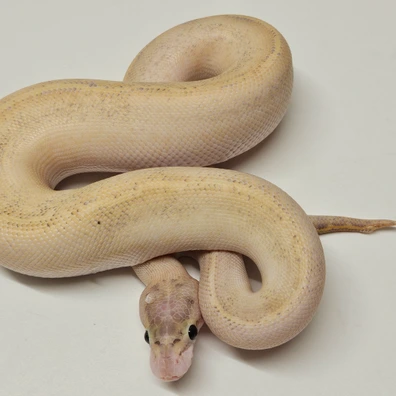 Ivory Ball Python - male for sale from Albinoreptiles