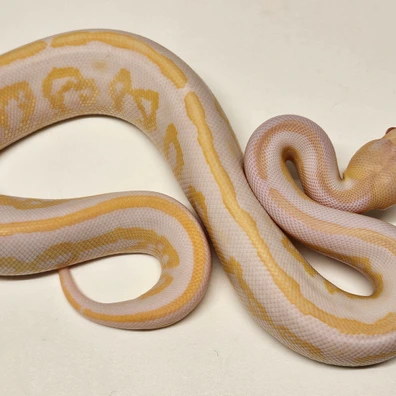 Black Pastel Mahogany Albino Ball Python - male for sale from Albinoreptiles