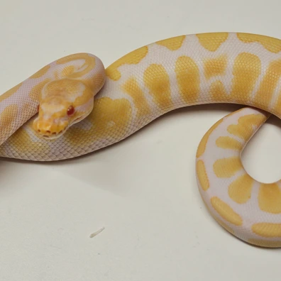 Albino Ball Python - male for sale from Albinoreptiles