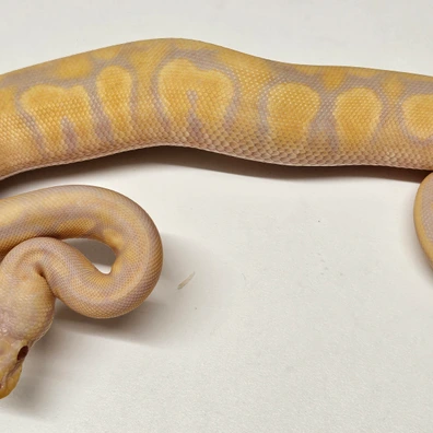 Tofino Ball Python - female for sale from Albinoreptiles