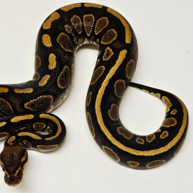 Stranger Het Albino Ball Python - female for sale from Albinoreptiles