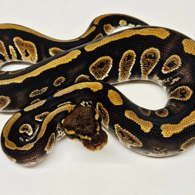 Stranger Het Albino Ball Python - female for sale from Albinoreptiles