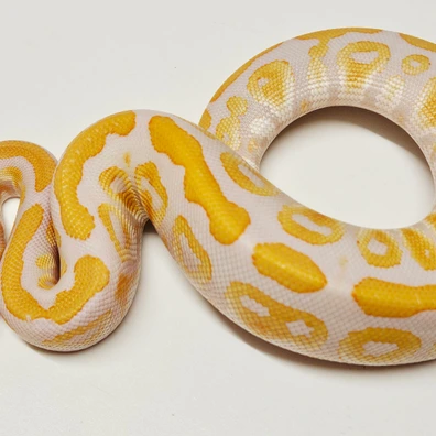 Cypress Lavender 66% Het Clown Ball Python - male for sale from Albinoreptiles