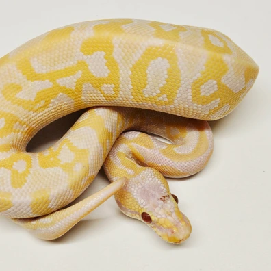 Pastel Leopard Lavender Het Clown Ball Python - male for sale from Albinoreptiles