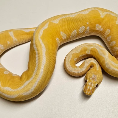 Pastel Leopard Lavender Clown Ball Python - male for sale from Albinoreptiles