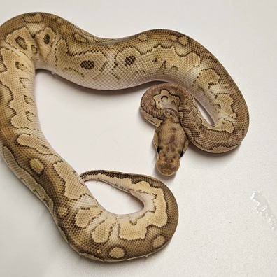 Butter Clown Het Desert Ghost Ball Python - male for sale from Albinoreptiles