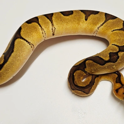 Enchi Yb Clown Ball Python - female for sale from Albinoreptiles