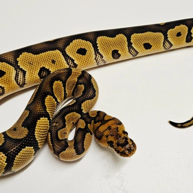 Clown 50% Het Zebra Ball Python - male for sale from Albinoreptiles