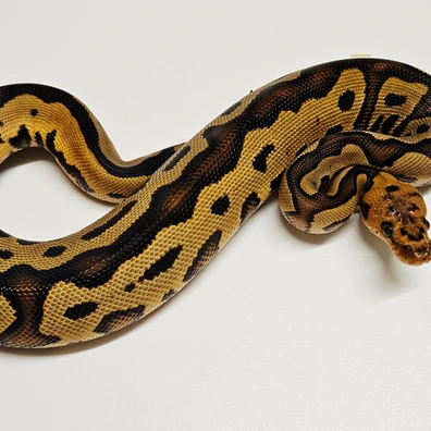 Enchi Leopard Clown Ore Spark Ball Python - male for sale from Albinoreptiles