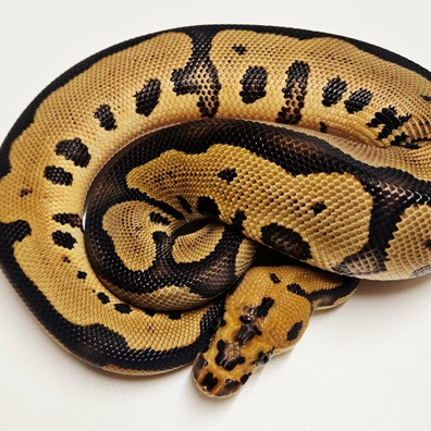 Leopard Clown Ball Python - male for sale from Albinoreptiles