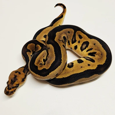 Leopard Clown Ball Python - male for sale from Albinoreptiles