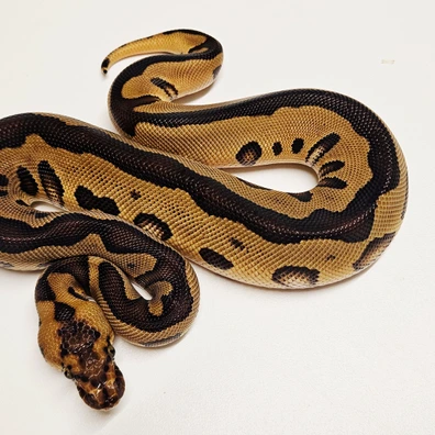 Leopard Clown Ball Python - male for sale from Albinoreptiles