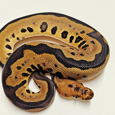 Leopard Clown Ball Python - female for sale from Albinoreptiles