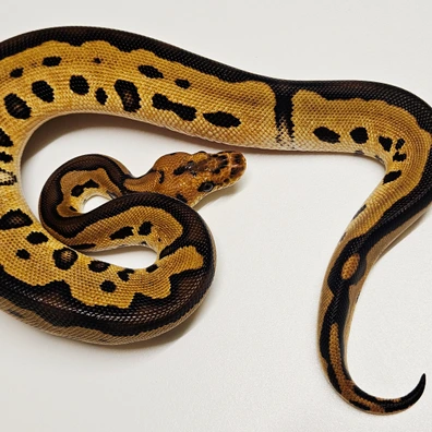Leopard Clown 66% Het G-stripe Ball Python - female for sale from Albinoreptiles