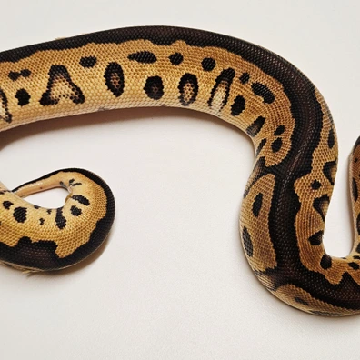 Leopard Clown 66% Het G-stripe Ball Python - female for sale from Albinoreptiles