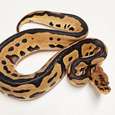 Leopard Clown 66% Het G-stripe Ball Python - female for sale from Albinoreptiles