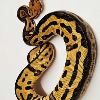 Leopard Clown 66% Het G-stripe Ball Python - male for sale from Albinoreptiles