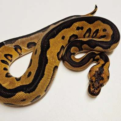 Leopard Clown Ball Python - female for sale from Albinoreptiles