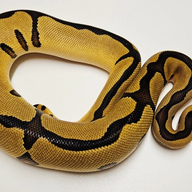 Leopard Clown Ball Python - female for sale from Albinoreptiles