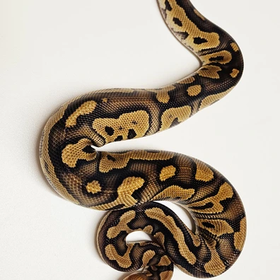 Mahogany Clown Ball Python - male for sale from Albinoreptiles