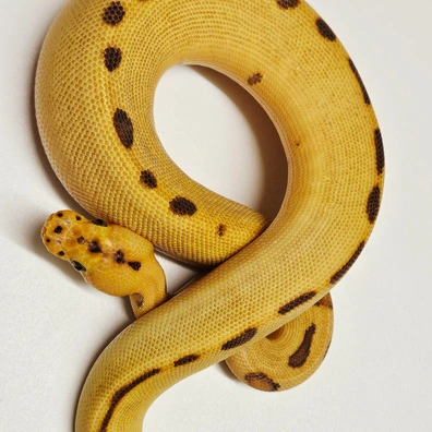 Super Enchi Yb Leopard Clown Ball Python - male for sale from Albinoreptiles