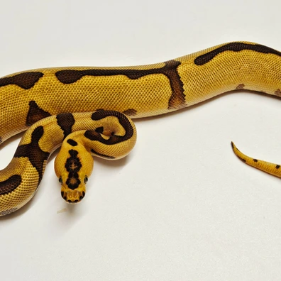 Enchi Leopard Clown Yb Ore Spark Ball Python - male for sale from Albinoreptiles