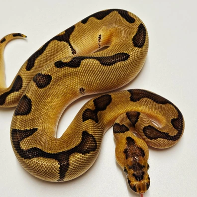 Enchi Clown Ball Python - female for sale from Albinoreptiles