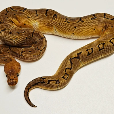 Red Stripe Pinstripe Clown Ball Python - female for sale from Albinoreptiles