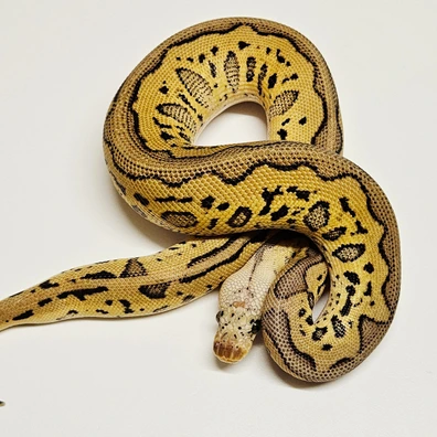 Pastel Leopard Clown Ball Python - male for sale from Albinoreptiles