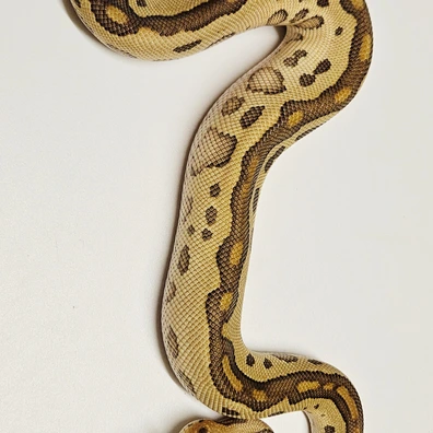 Mahogany Leopard Butter Clown Ball Python - male for sale from Albinoreptiles