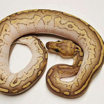 Mahogany Butter Clown Ball Python - male for sale from Albinoreptiles