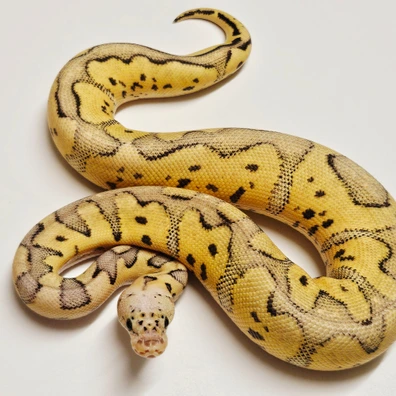 Super Pastel Clown Ball Python - female for sale from Albinoreptiles