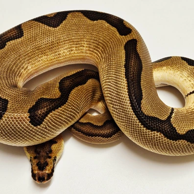 Enchi Clown Ball Python - male for sale from Albinoreptiles