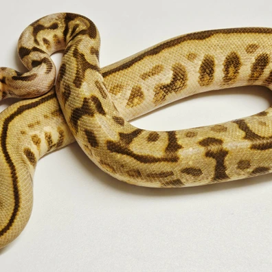 Super Spotnose Butter Enchi Clown Ball Python - male for sale from Albinoreptiles