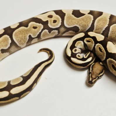 Black Pastel Enchi Desert Ghost 66% Het Hypo Ball Python - female for sale from Albinoreptiles