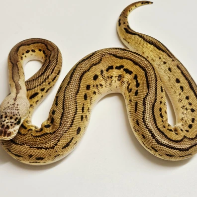 Pastel Leopard Clown Ball Python - female for sale from Albinoreptiles