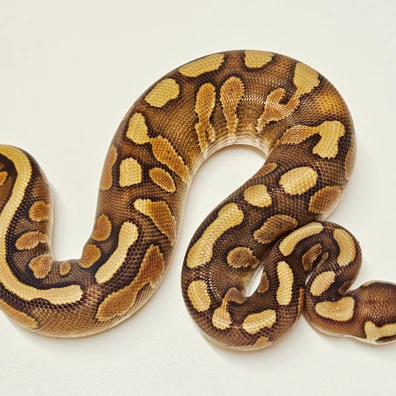 Black Pastel Red Stripe Yb 66% Het Hypo Ball Python - female for sale from Albinoreptiles