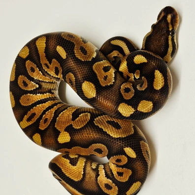 Black Pastel Red Stripe Yb 66% Het Hypo Ball Python - male for sale from Albinoreptiles