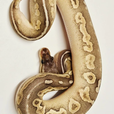 Pewter Butter Ball Python - female for sale from Albinoreptiles