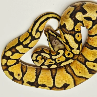 Pastel Red Stripe Hypo Ball Python - male for sale from Albinoreptiles