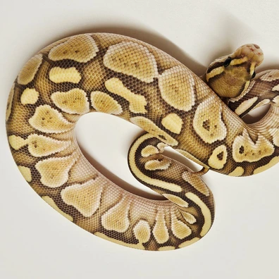 Butter Hypo Ball Python - female for sale from Albinoreptiles