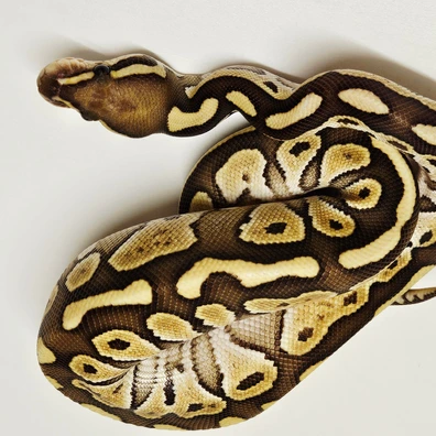 Butter Vanilla Ball Python - male for sale from Albinoreptiles